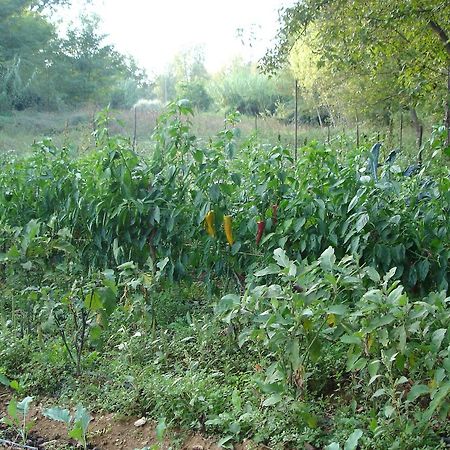 Agriturismo Casale Sera Fontana Liri Esterno foto